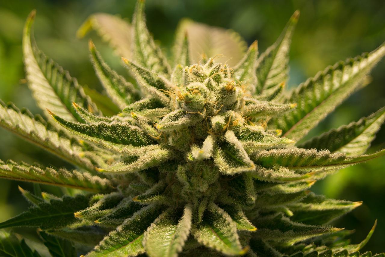 Kine bud cannabis strain