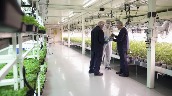 GP: Growers meeting, inspecting cannabis seedlings in incubation