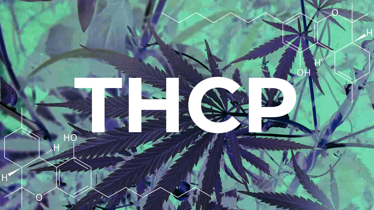 THCP letters on a blue and green weed art background