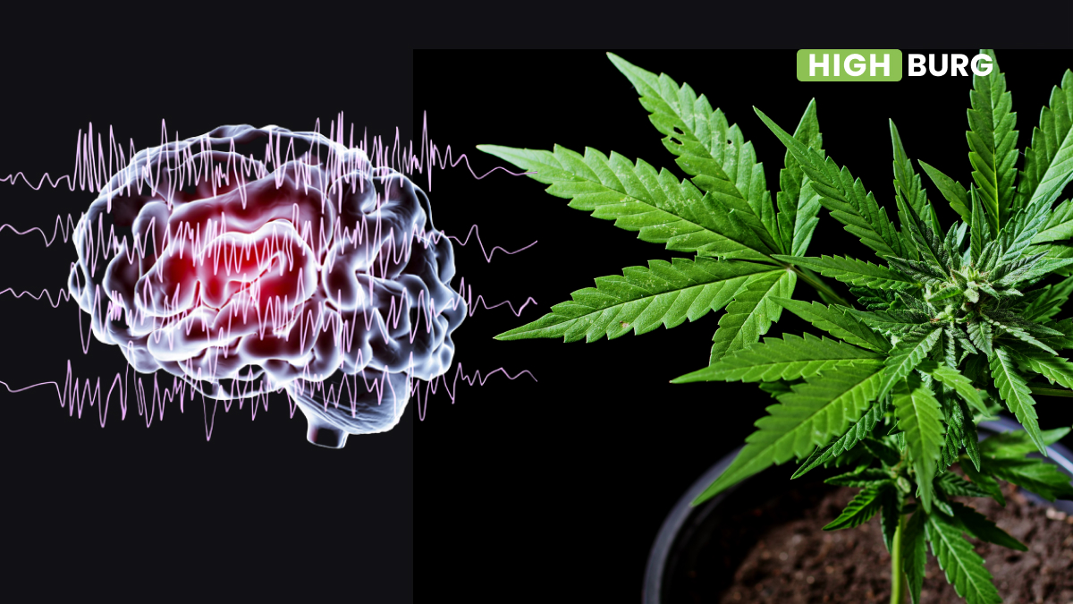 Can Marijuana Cause Seizures?