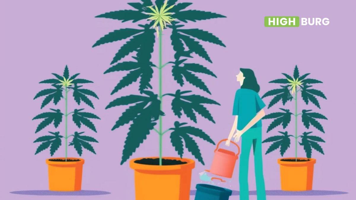 Cannabis and High Stress Training — The Way to Higher Yields?
