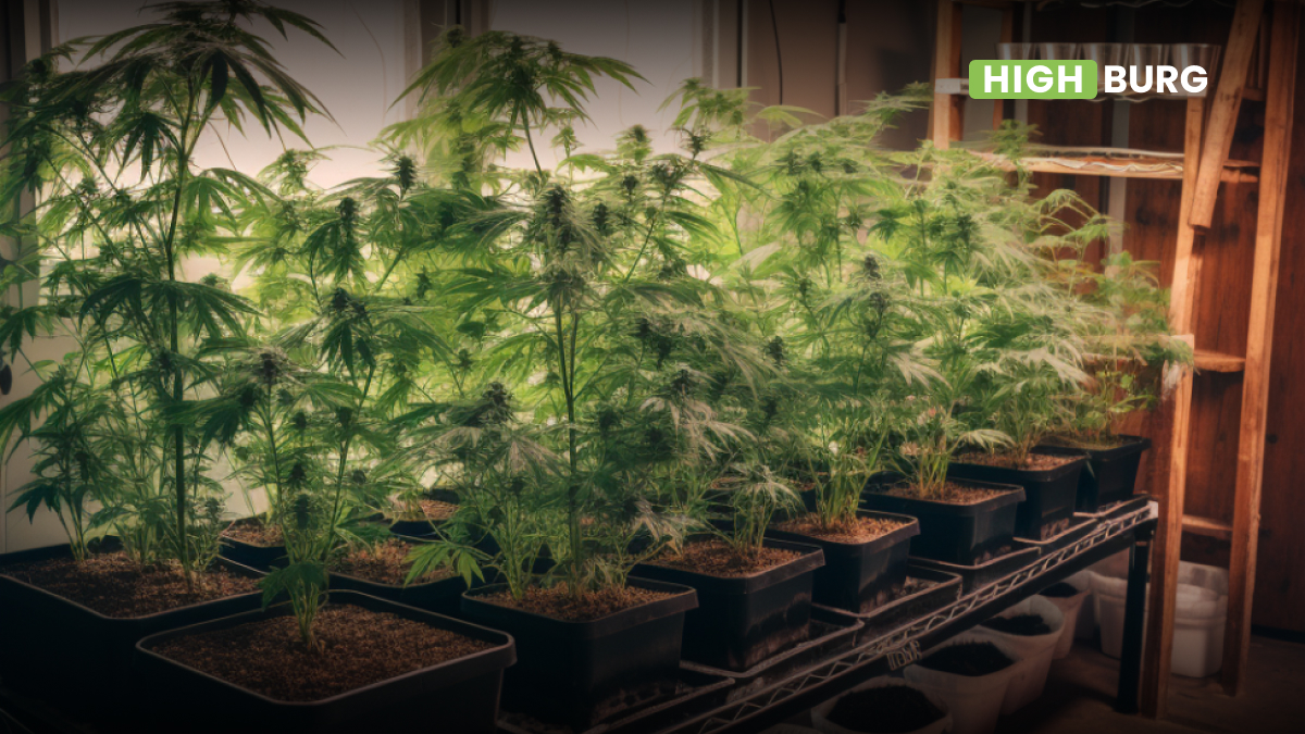 Hydroponic Cannabis Cultivation