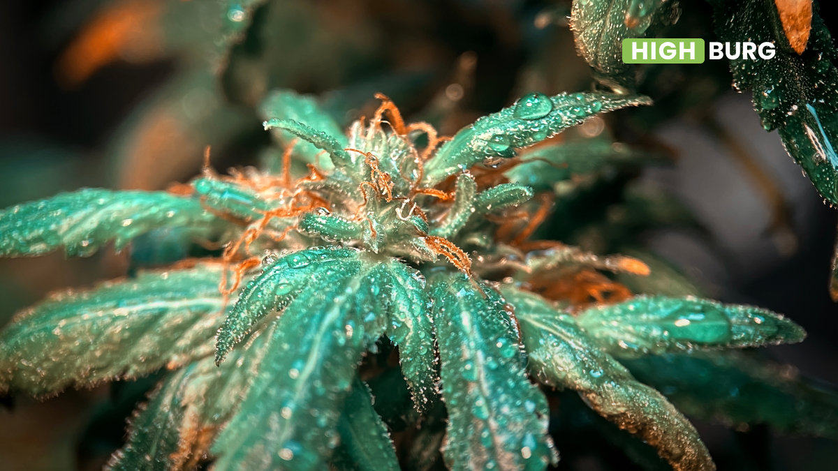 Watering Your Weed: What You Need To Know