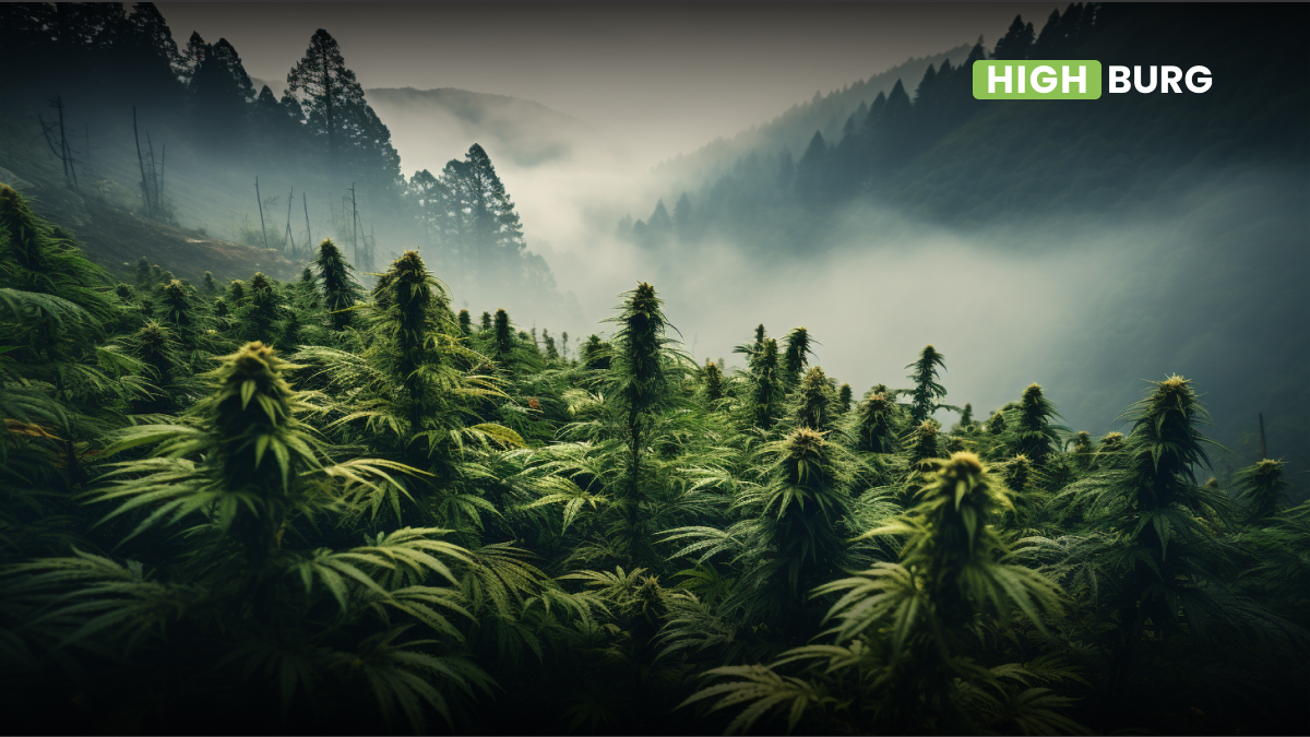 Where Does Cannabis Grow Naturally?