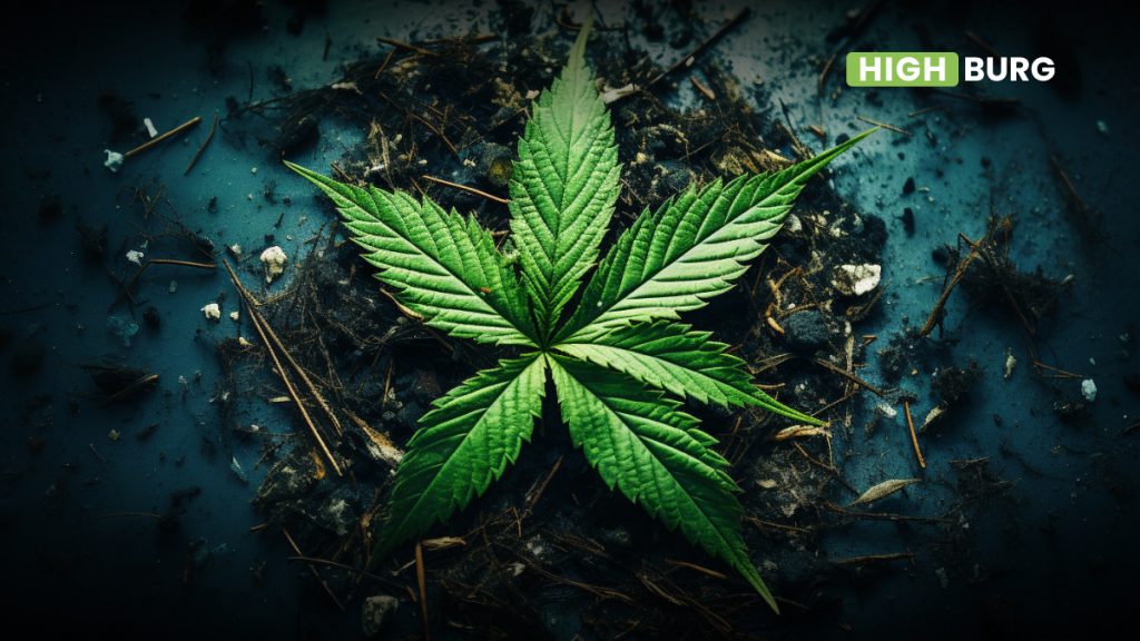 Why Are My Cannabis Leaves Curling? Highburg