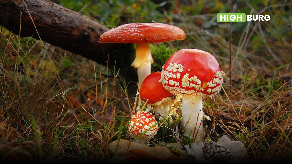 Amanita muscaria: The Mushroom of The Siberian Shamans