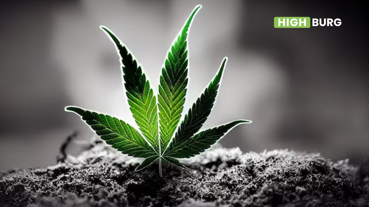 Best Soil For Cannabis
