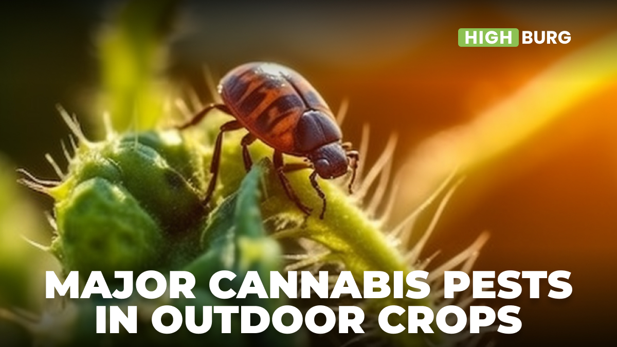 Major Cannabis Pests in Outdoor Crops