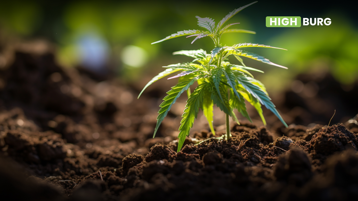 pH For Cannabis In Soil — Keep Your Weed Plant Healthy